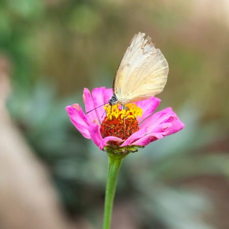 The beautiful butterfly on hand at Chiang Mai National Park, Thailand (Taken from distance and selective focus point)の写真素材