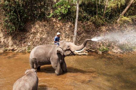 CHIANGMAI, THAILAND - march 4:Bathing show , the elephants show daily activities . It is one of signature of Chiang Mai at Phang Chang Maesa Chiangmai province, THAILAND.のeditorial素材
