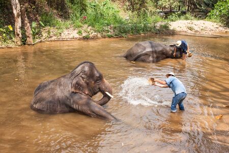 CHIANGMAI, THAILAND - march 4:Bathing show , the elephants show daily activities . It is one of signature of Chiang Mai at Phang Chang Maesa Chiangmai province, THAILAND.のeditorial素材