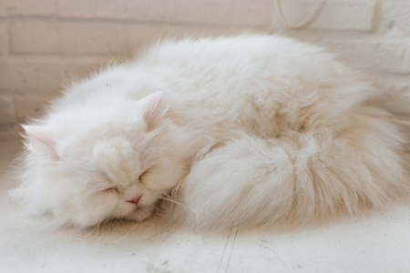 Cute little cat kitten sleeps .の写真素材