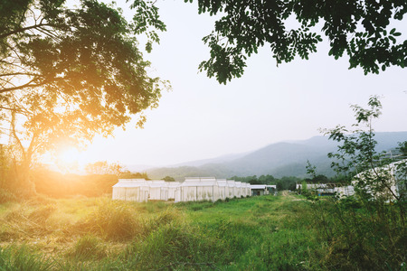 Plant nursery of organic vegetable surrounded by nature and trees with sunlight of the evening.の写真素材