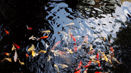 Fish Carp in Pond.
