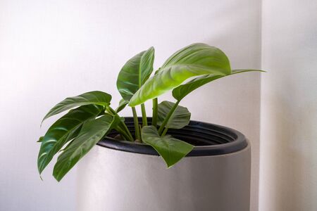 White empty room with a green plant wall mockup.の写真素材