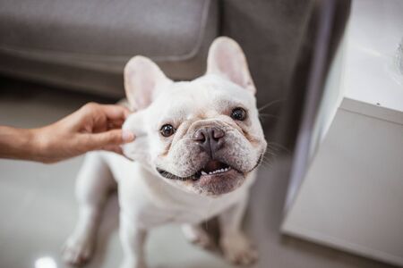 Little frenchie smile and look at camera.の写真素材