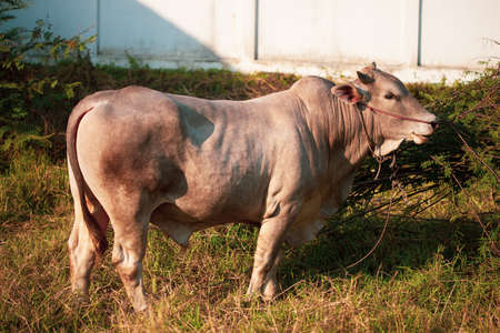 Closeup of Beefmaster cattle bull looking at camera in Thailand.の写真素材