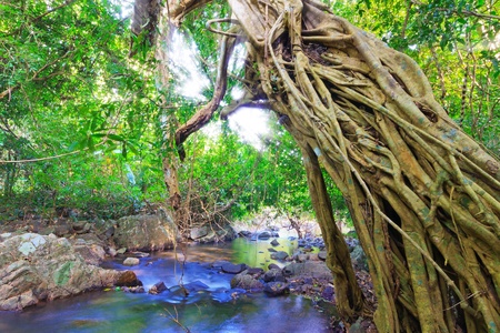 big tree cover by roots in waterfallの写真素材