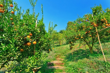 orange orchard in Thailandの写真素材