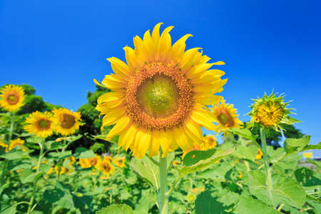 sunflowers fieldの写真素材