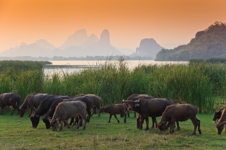 thai buffalo and sunset, Way of life Countryside in thailandの写真素材