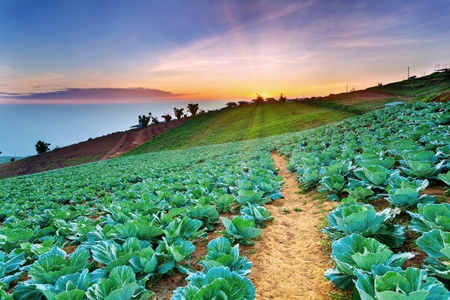 morning at cabbage fieldの写真素材