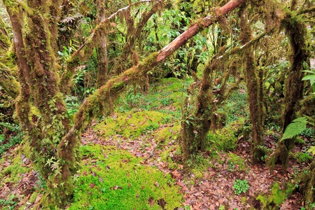 Evergreen Forest of Doi Inthanon, Chiang Mai, Thailandの写真素材