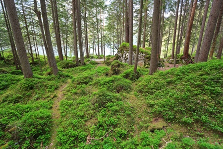 Evergreen forestの写真素材