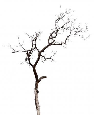 Silhouette of dead tree の写真素材