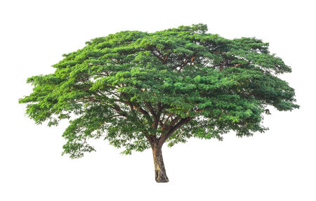 Tree isolated on white backgroundの写真素材