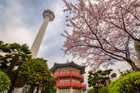 Busan Tower with spring cherry blossom, Busan, Koreaのeditorial素材