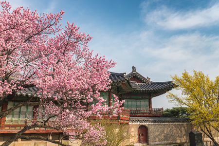Spring Cherry Blossom at Changdeokgung Palace; Seoul; South Koreaのeditorial素材