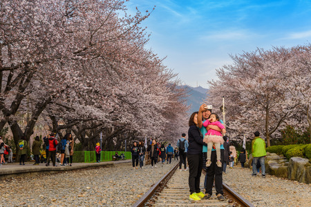 MYEONG-DONG, SEOUL, KOREA: MARCH 30,2016: Spring Cherry blossom festival at Gyeonghwa Station, Jinhae, South Koreaのeditorial素材
