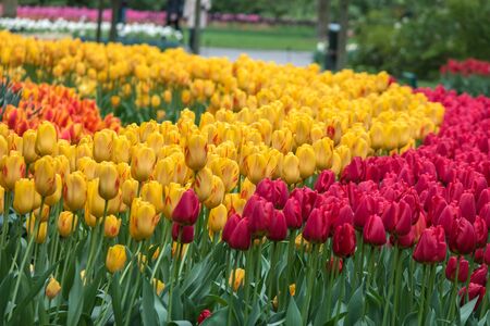 Spring tulip field in garden, Amsterdam, Netherlandsの写真素材