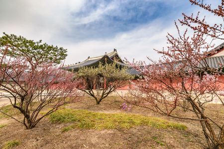 Spring at Changdeokgung Palace, Seoul, South Koreaのeditorial素材