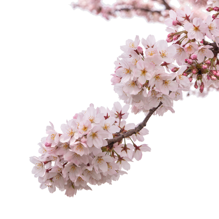 Spring cherry blossom Sakura flower isolated on white background with clipping pathの写真素材