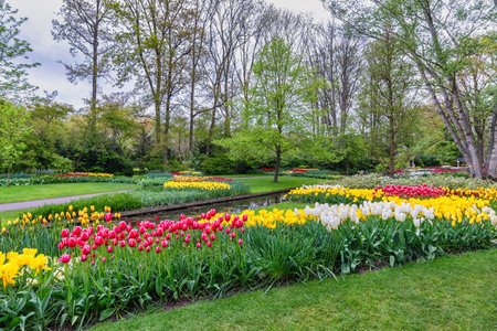 Tulip flower bulb field in garden, spring season in Lisse near Amsterdam Netherlandsの写真素材