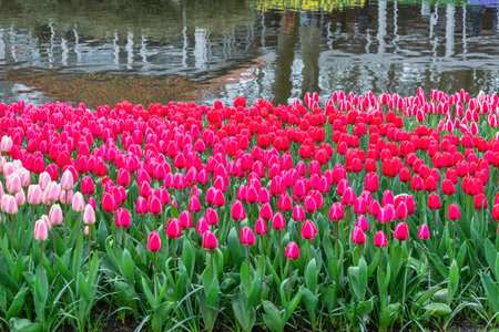 Tulip flower bulb field in garden, spring season in Lisse near Amsterdam Netherlandsの写真素材