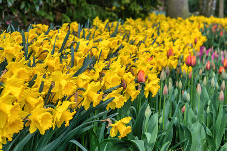 Tulip flower bulb and jetfire field in garden, spring season in Lisse near Amsterdam Netherlandsの写真素材