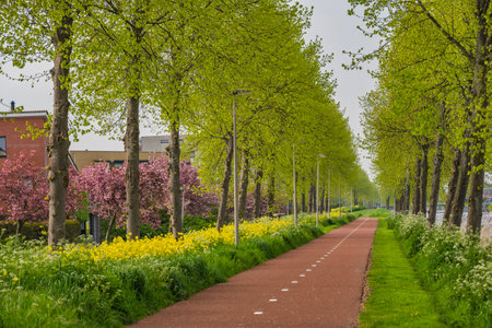 Spring cherry blossom garden and Rapeseed field at Kanaalweg in Purmerend Holland Netherlandsの写真素材