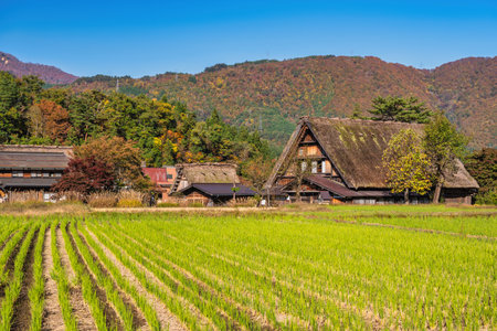 Shirakawago village Gifu Japan, Historical Japanese traditional Gassho house at Shirakawa village in autumn foliage seasonの写真素材