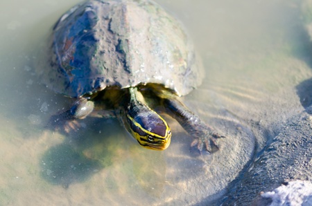 young land turtle in water
