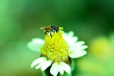 A bee working on beautiful flower