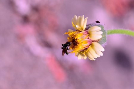 A bee working on beautiful flower
