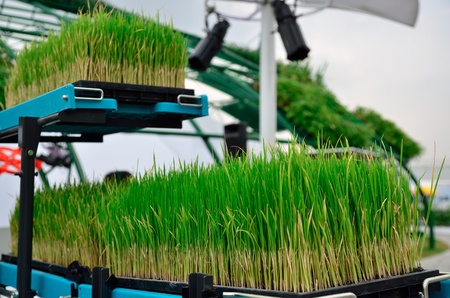 the mini Rice cultivation machineの写真素材
