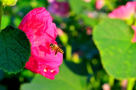 bee flying to flowerの写真素材