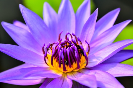 A beautiful purple lotus and beeの写真素材