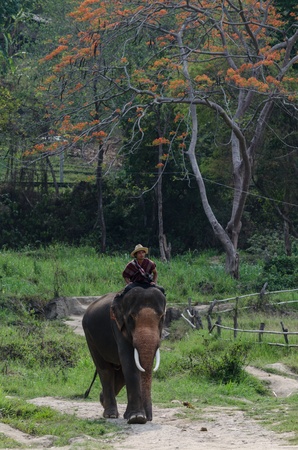 Chiang Mai, THAILAND - April. 13: thailand Mahout  riding on his elephant backs  , April 13, 2012 in Chiang Mai, Thailandのeditorial素材