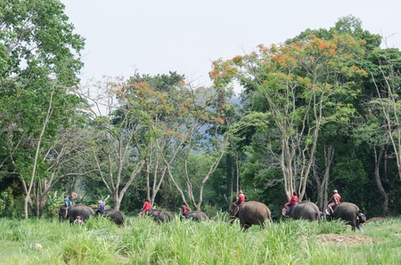 Chiang Mai, THAILAND - April. 13: Daily elephant allow tourist riding on elephant backs  , April 13, 2012 in Chiang Mai, Thailandのeditorial素材