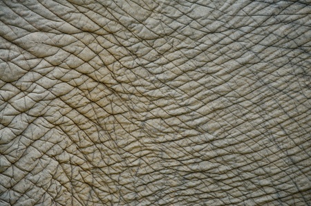close up elephant skinの写真素材
