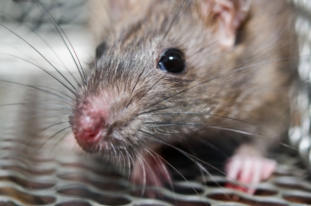 the rat in cagedの写真素材