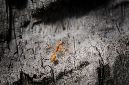 the red ant searching for some food