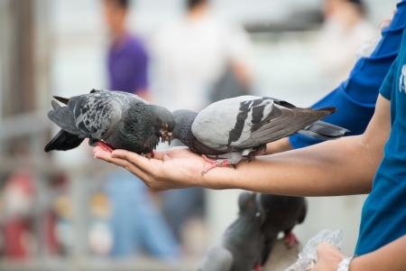 feed pigeons on handの写真素材