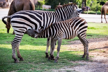 Mother Zebra Nursing her Foalの写真素材