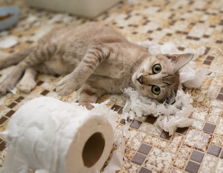 kitten playing with toilet paperの写真素材