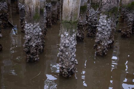 old oysters shell stick with pillar in the sea,thailand