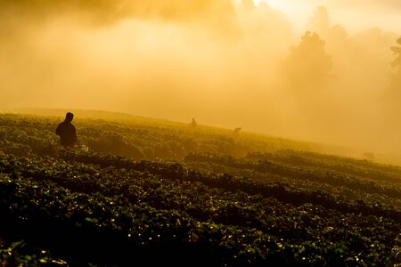 a farmer correcting fresh strawberries in morning time.の写真素材
