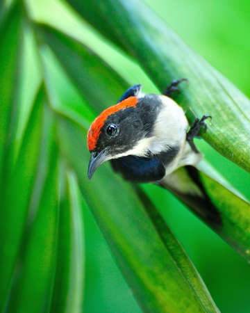 Scarlet-backed flowerpecker bird  male の写真素材