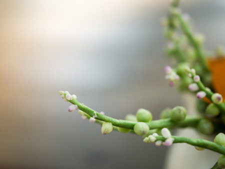 Nature backgrounds, backgrounds concept.の写真素材
