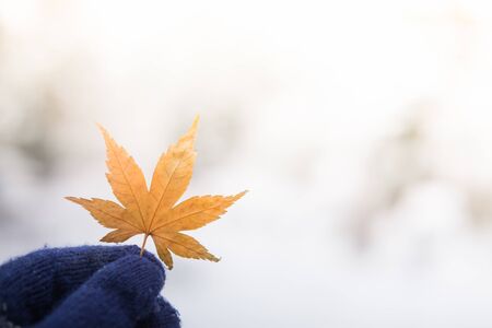 Red leaf in woman's hand with snow backgroundの写真素材