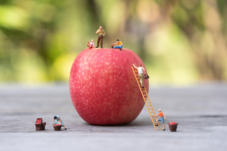Miniature people, farmer climbing on the ladder for collecting red apples from big apple.の写真素材