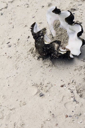 Shell on the beachの写真素材